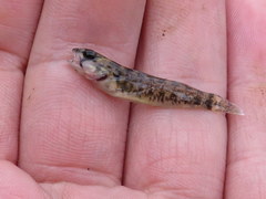 Etheostoma bellum