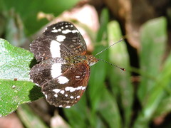 Castilia griseobasalis
