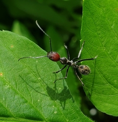 Camponotus singularis