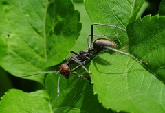 Camponotus singularis