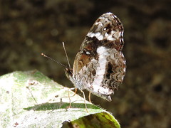 Castilia griseobasalis