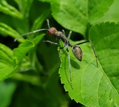 Camponotus singularis