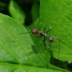 Camponotus singularis