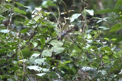 Chlorospingus semifuscus