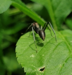 Camponotus singularis