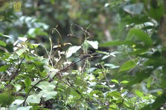 Chlorospingus semifuscus