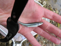 Notropis leuciodus