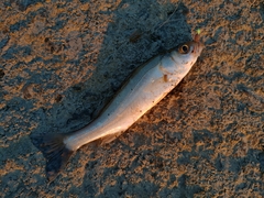 Pseudaspius hakonensis