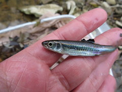 Notropis leuciodus