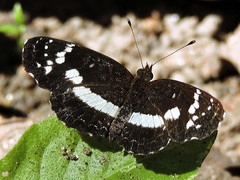 Castilia griseobasalis