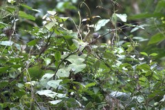 Chlorospingus semifuscus