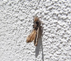 Maratus griseus