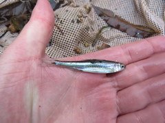 Notropis leuciodus