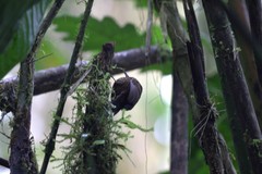 Premnoplex brunnescens