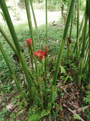 Etlingera hemisphaerica