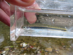 Notropis leuciodus