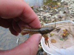 Faxonius barrenensis