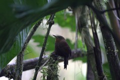 Premnoplex brunnescens