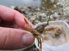 Faxonius barrenensis