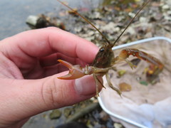 Faxonius barrenensis