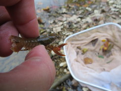 Faxonius barrenensis