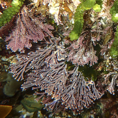 Amphiroa anceps