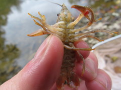 Faxonius barrenensis