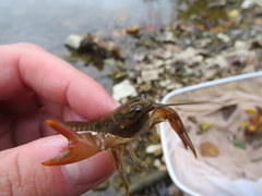 Faxonius barrenensis