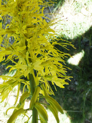 Stanleya pinnata pinnata