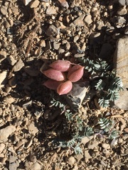 Astragalus platytropis