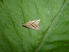 Micrathetis dasarada
