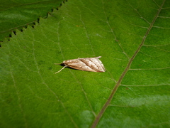 Micrathetis dasarada
