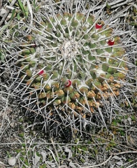 Mammillaria amajacensis