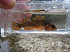 Etheostoma bellum