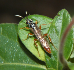 Melanichneumon