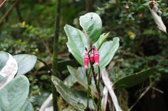 Macleania coccoloboides