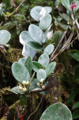 Macleania coccoloboides