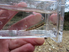 Etheostoma barrenense