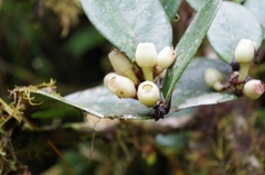 Macleania coccoloboides