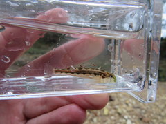 Etheostoma barrenense
