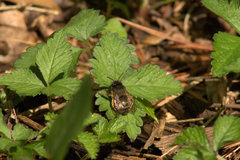 Anthophora villosula