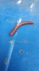 Trigoniulus corallinus