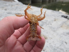 Faxonius barrenensis