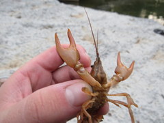 Faxonius barrenensis