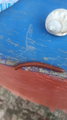 Trigoniulus corallinus