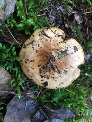 Tricholoma pessundatum
