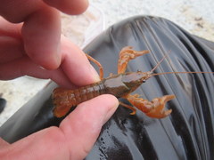 Faxonius barrenensis