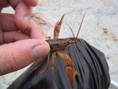 Faxonius barrenensis