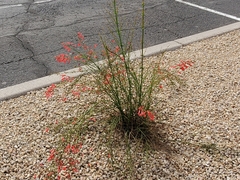 Russelia equisetiformis