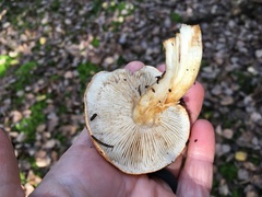 Tricholoma pessundatum